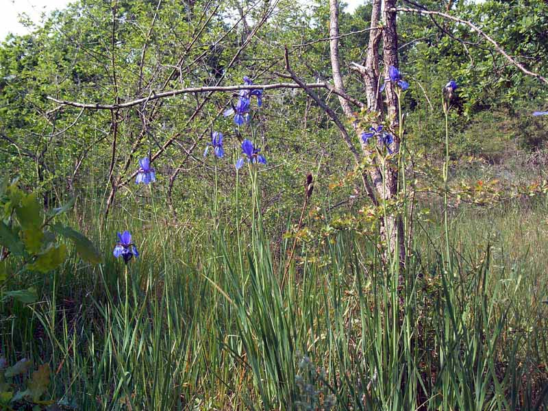Iris sibirica / Giaggiolo siberiano
